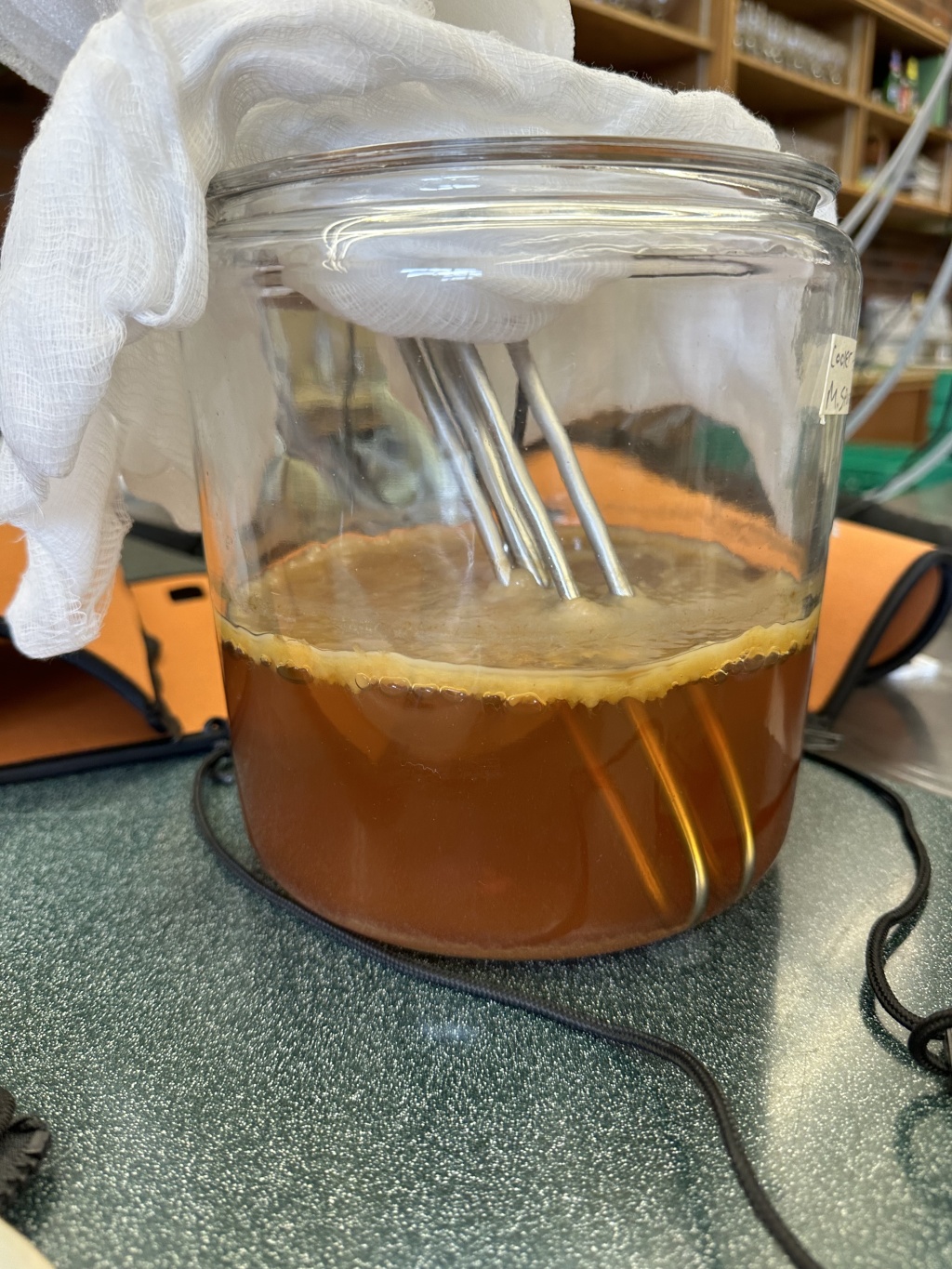 Impact of Temperature on SCOBY Growth Part 2